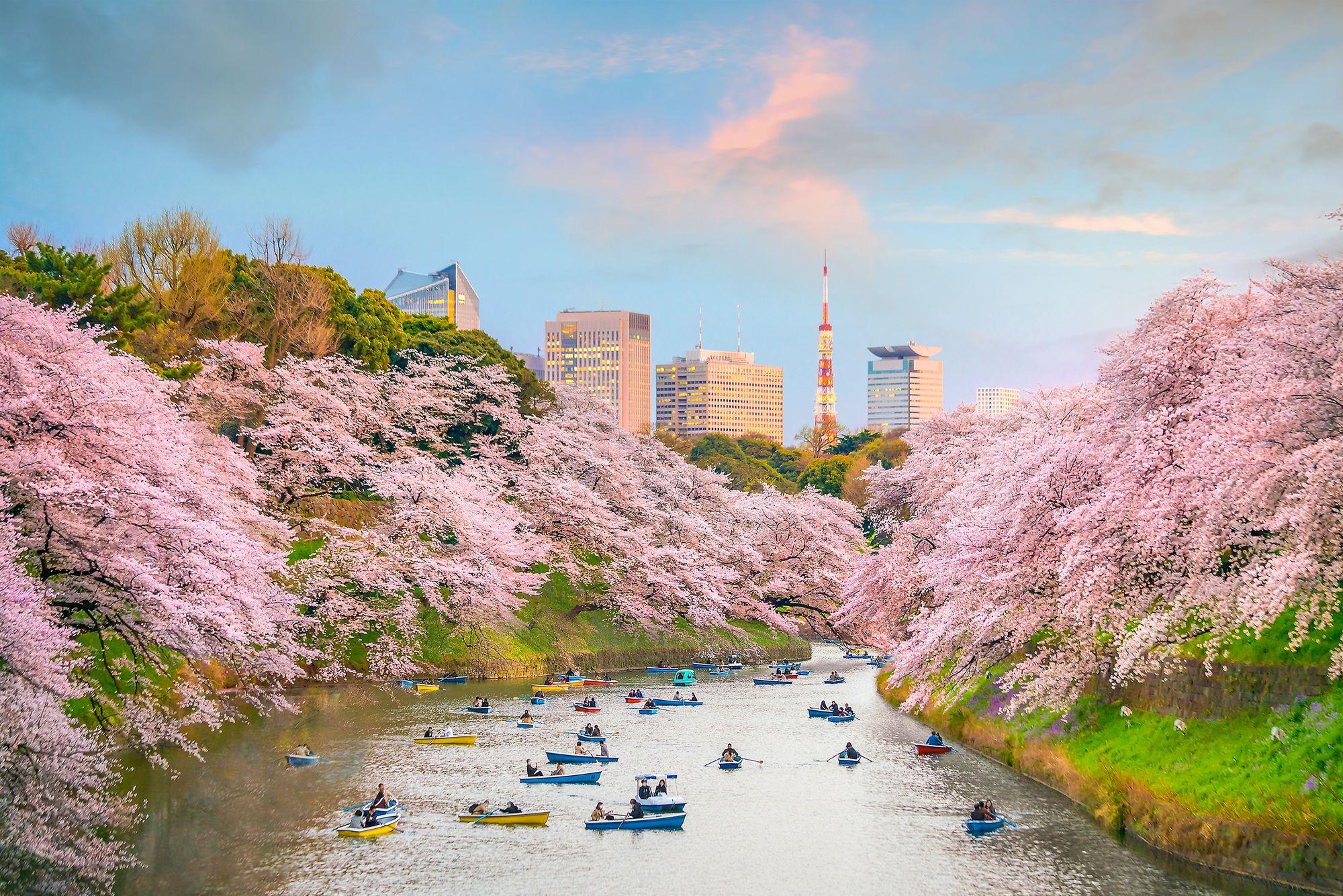 Cherry blossom season in Japan